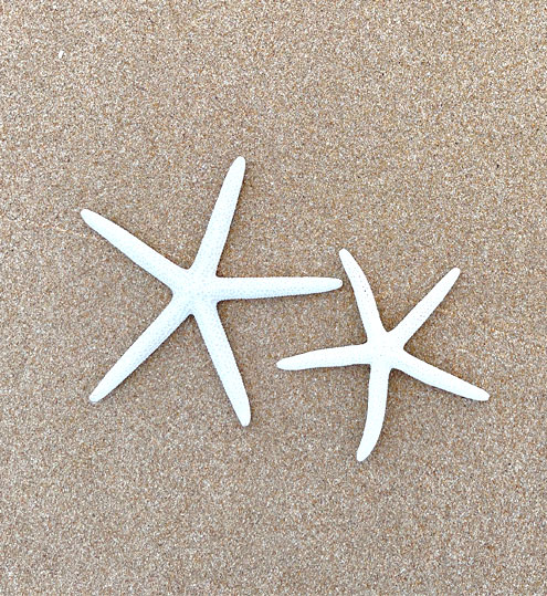 2 white Star fish on seashore